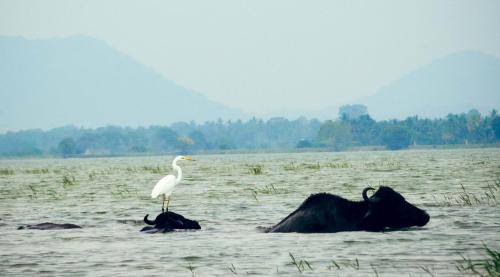 a white bird standing on rocks in a field at Yala Lucas Lake Hotel in Tissamaharama