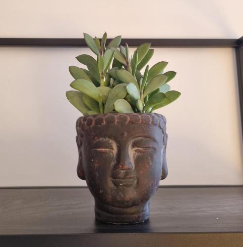 a vase with a plant in it sitting on a table at Im Zentrum von Leverkusen, helle 3-Zimmerwohnung 80 m2 in Leverkusen