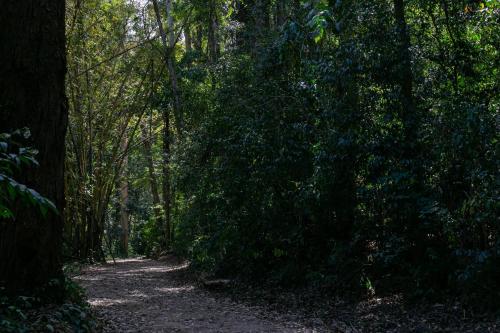 a dirt trail in the middle of a forest at Pousada Vale das Águas in Águas de São Pedro