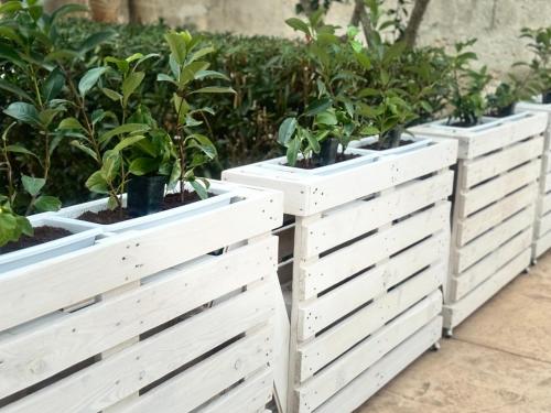 four white wooden planters filled with plants at Casa Malupo in Casalabate