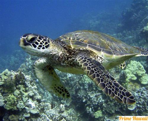 a green sea turtle swimming in the ocean at Beach & Country Beachfront Studio in Hauula