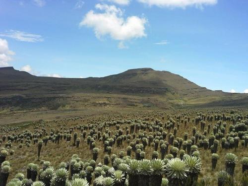 a large field of cacti in front of a mountain at VILLA DE MOYA HOTEL MONGUI in Monguí