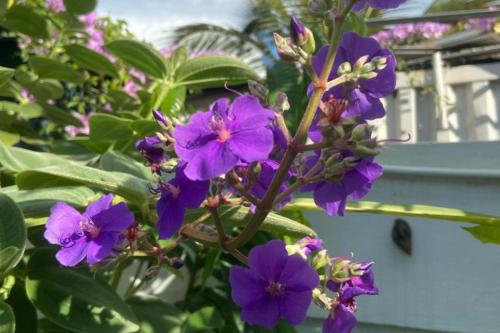 a bunch of purple flowers on a plant at Le Botanic Oasis 3 beds summer vacation private villa with private pool and garden albion in Albion
