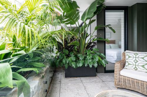 a patio with plants and a wicker chair at Stunning designer 3 Bed 2 bath opp Long Reef Golf Course in Collaroy