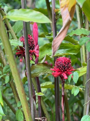 two red flowers on a plant with green leaves at Le Jasmin de nuit Chalet , SPA Privatif in Les Abymes