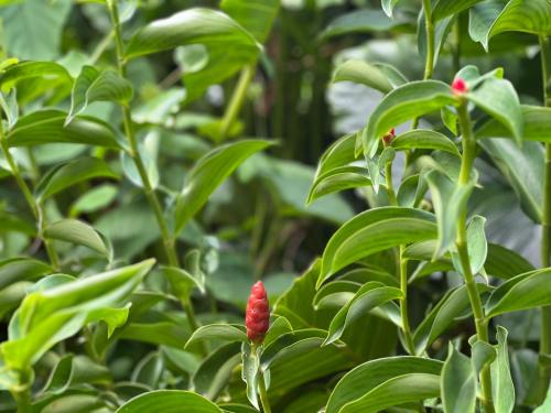a red flower on a plant with green leaves at Eden Chalet, SPA Privatif in Les Abymes