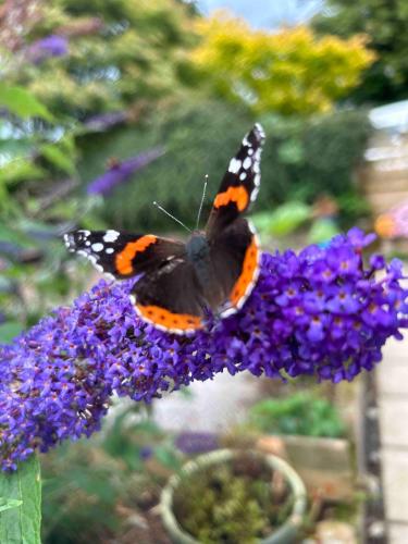 a butterfly sitting on top of a purple flower at The Studio at Pinethwaite in Kendal