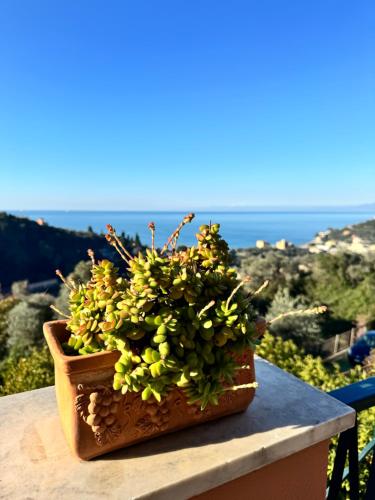 een potplant op een richel met uitzicht op de oceaan bij casa lella home in Recco
