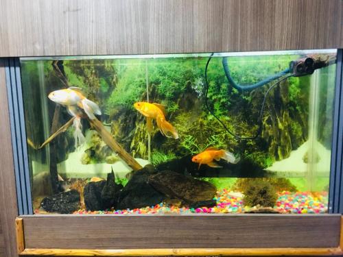 Zvířata v hotelu nebo okolí