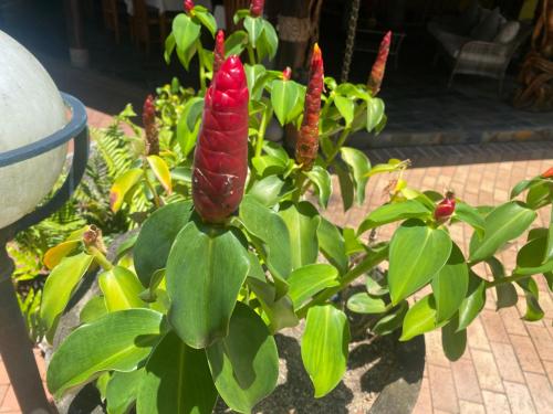 a plant with red flowers in a garden at Hotel Chateau St Cloud in La Digue