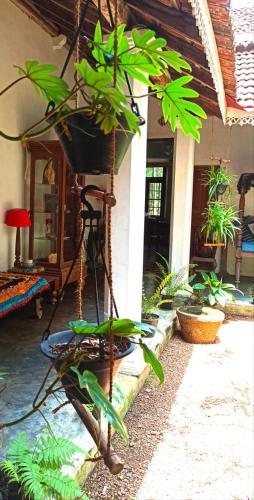 Taman di luar Villa De Zoysa