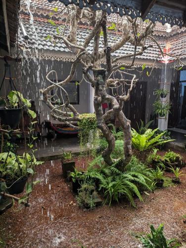 Taman di luar Villa De Zoysa