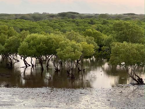 a group of trees in a body of water at Mangrove House in Lamu