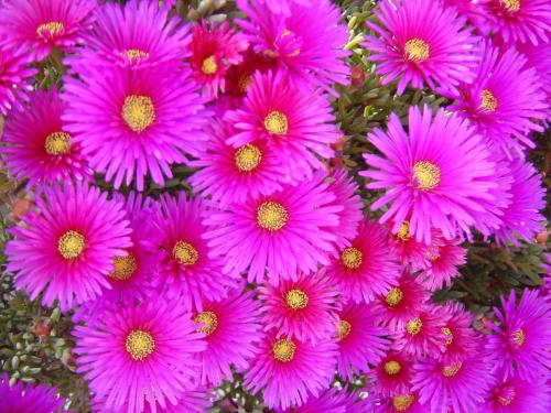 a bunch of pink flowers sitting next to each other at Baia Degli Aranci Suite & Apartments in Vieste