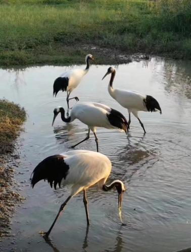 Animales en el hotel o alrededores