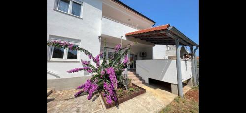DB Apartments