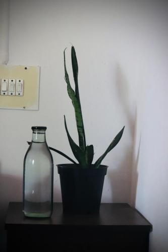 a plant sitting next to a glass bottle on a table at Paradise Inn Beach Resort in Varkala