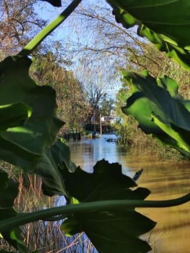a view of a river from behind a plant at Cabaña TIEMPO in Tigre