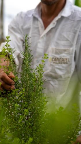 a man in a white shirt holding a plant at Cannatel Exclusive Hotel in Armenia