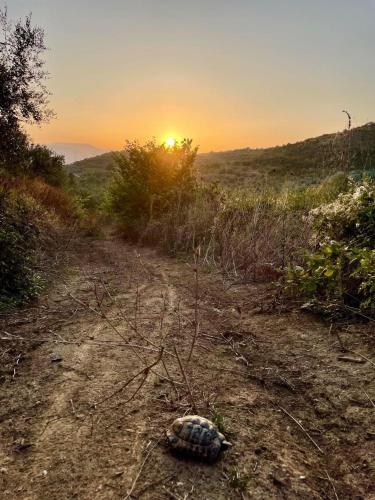 a turtle on a dirt road with the sunset in the background at Guesthouse RAMAJ in Perondi