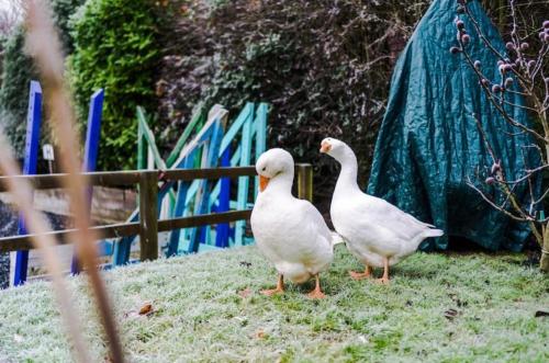two white ducks standing on the grass near a fence at The Goose lodge in Calveley