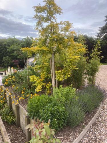 a garden with a tree and various plants at The Goose lodge in Calveley