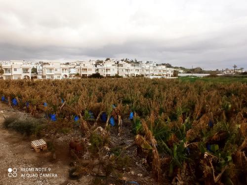 a field of plants with houses in the background at Blue Seaview Appartments in Paphos City
