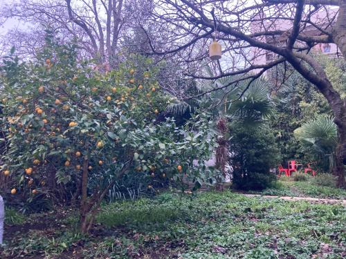 Photo de la galerie de l'établissement Un jardin en ville, à Toulouse