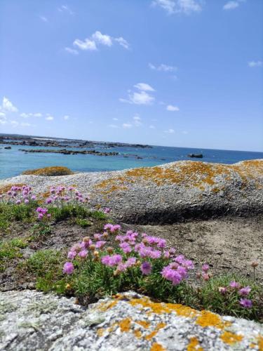 a group of pink flowers growing on rocks near the ocean at Le ty cocon in Saint-Frégant