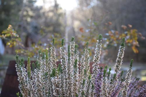 a bunch of purple plants with the sun in the background at Kiskörtés Vendégház Óhuta in Háromhuta