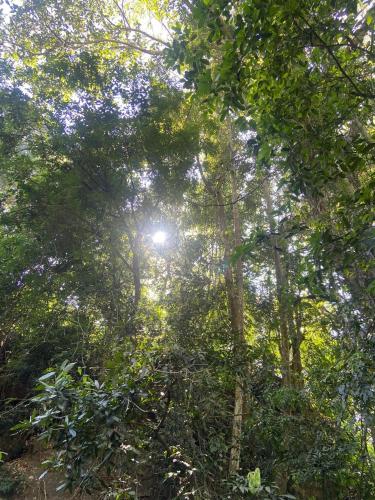 a forest with the sun shining through the trees at The Lovely Home Stay in Munnar