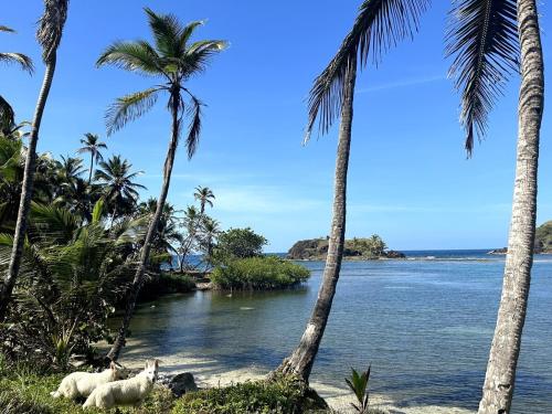 two sheep standing on a beach with palm trees at Secreto Frente Al Mar in Cacique