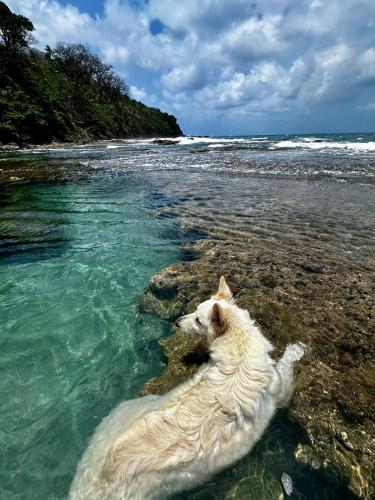 a dog laying in the water at the beach at Secreto Frente Al Mar in Cacique