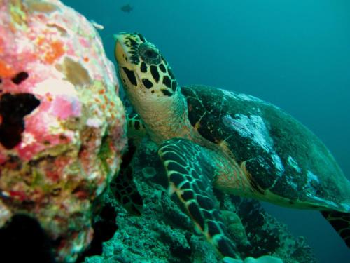 a green sea turtle swimming in the ocean at Eriyadu Island Resort in Reethi Rah