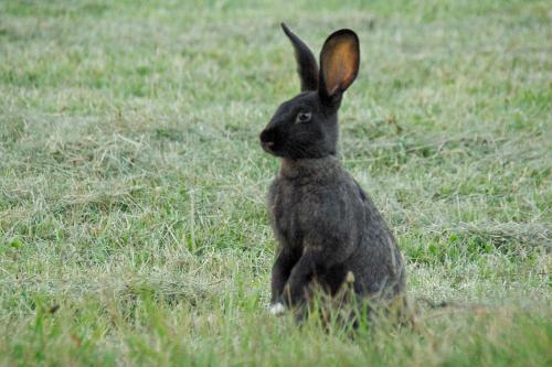 a black rabbit sitting in a field of grass at Gedeon Tanya Panzió in Jakabszállás