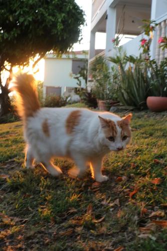 an orange and white cat walking in the grass at 34 ° soley. in Case-Pilote