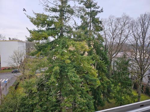 a large green tree on the side of a street at L'harmonie d'Eden Harmony of Eden in Sainte-Geneviève-des-Bois