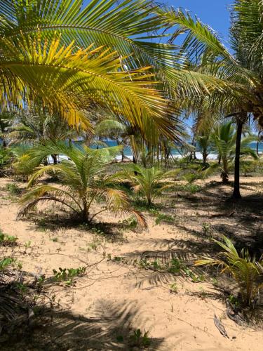 a group of palm trees on a sandy beach at Cabana Sabiá in Camaçari