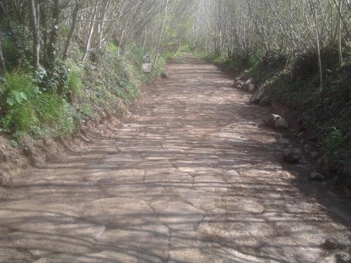 a dirt road in the middle of a forest at Villa Abbamer in Grottaferrata