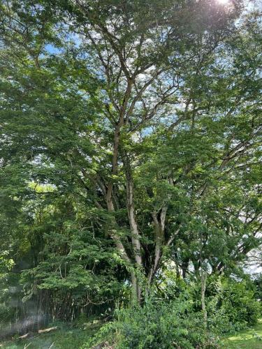 a large tree in the middle of a field at PASEOS GRANDES!!!-14 PAX-Hacienda Manantiales Paraíso Natural in Fredonia