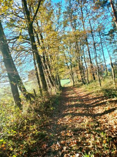 a path through the woods in the fall at La nuitée à la ferme in Érezée