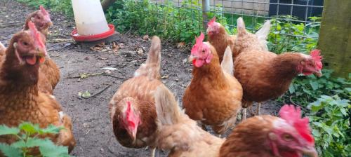 a group of chickens standing next to a fence at La nuitée à la ferme in Érezée