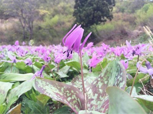 a bunch of purple flowers in a garden at Pension Come Western style room with bath and toilet - Vacation STAY 14966 in Minami Uonuma