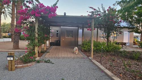 a dog standing in front of a building with pink flowers at Gazelle Estate in Kakamas