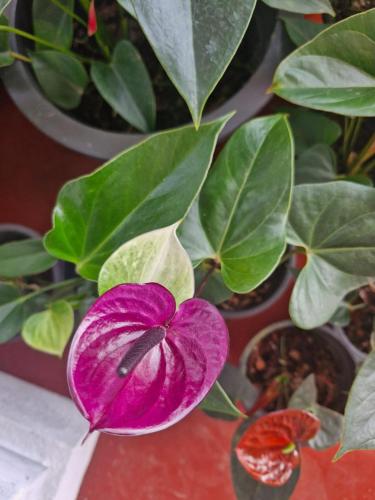 a purple flower sitting on a table next to a plant at Top View in Hatton
