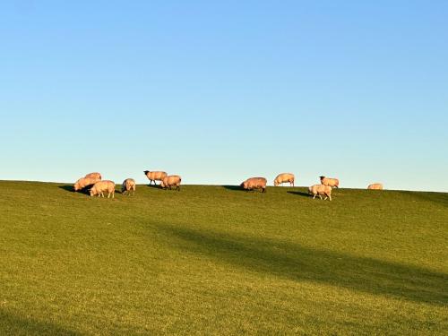 a herd of elephants grazing on a grassy field at Reetdachkate am Deich in Seester