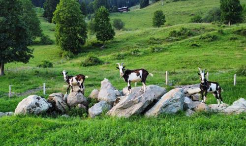 Animales en la estancia rural o alrededores