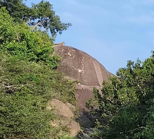 a hill in the middle of some trees at Green House Yala in Kirinda