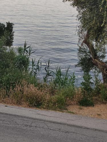 a body of water with a tree next to a road at Blue and white apartments 2 in Benitses
