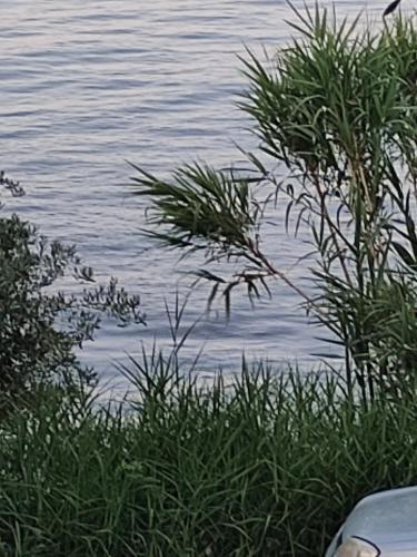 a view of a body of water with grass at Blue and white apartments 2 in Benitses